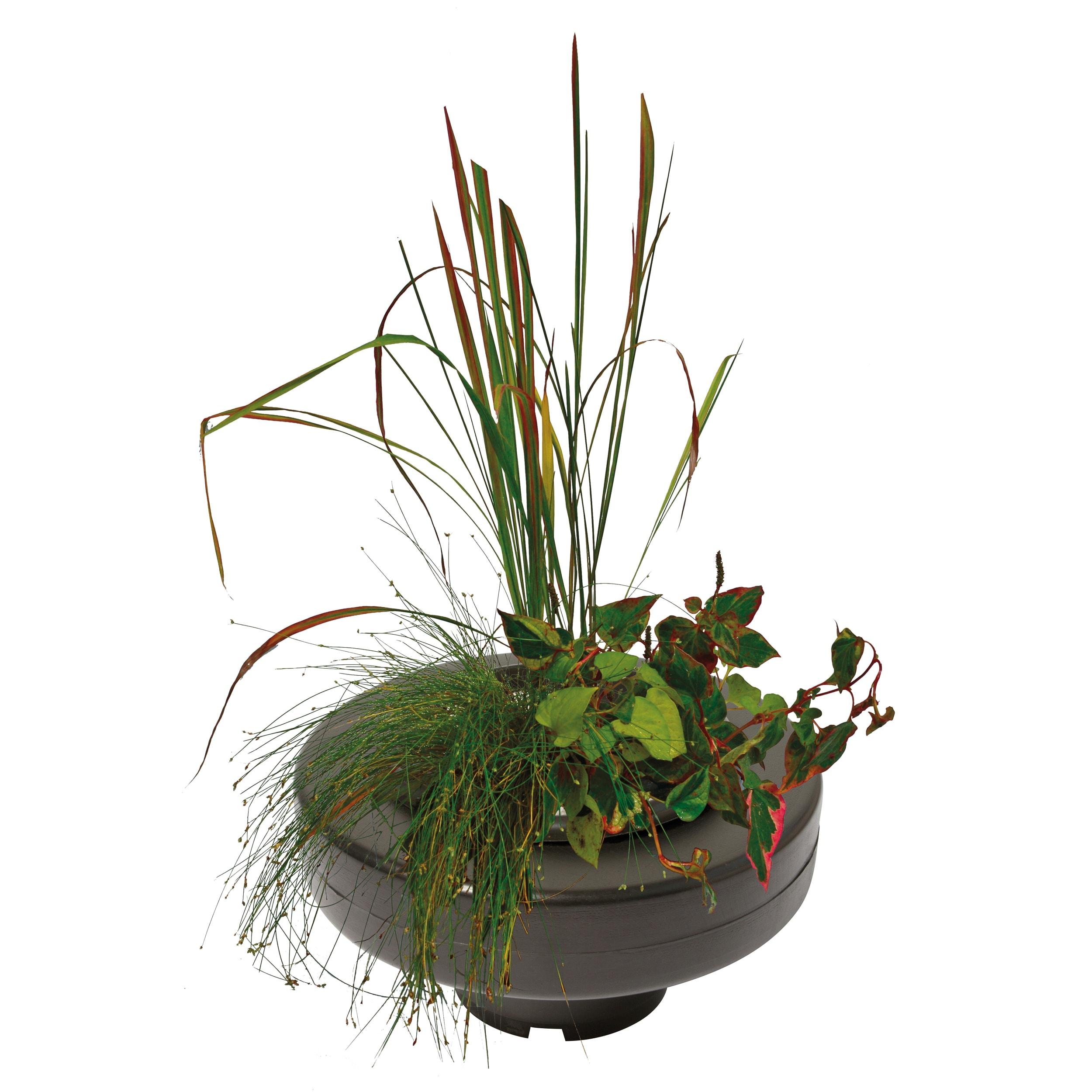 Schwimmender Pflanzenkorb Ø 30 cm Flower, Flower Arrangement, Plant, Ikebana