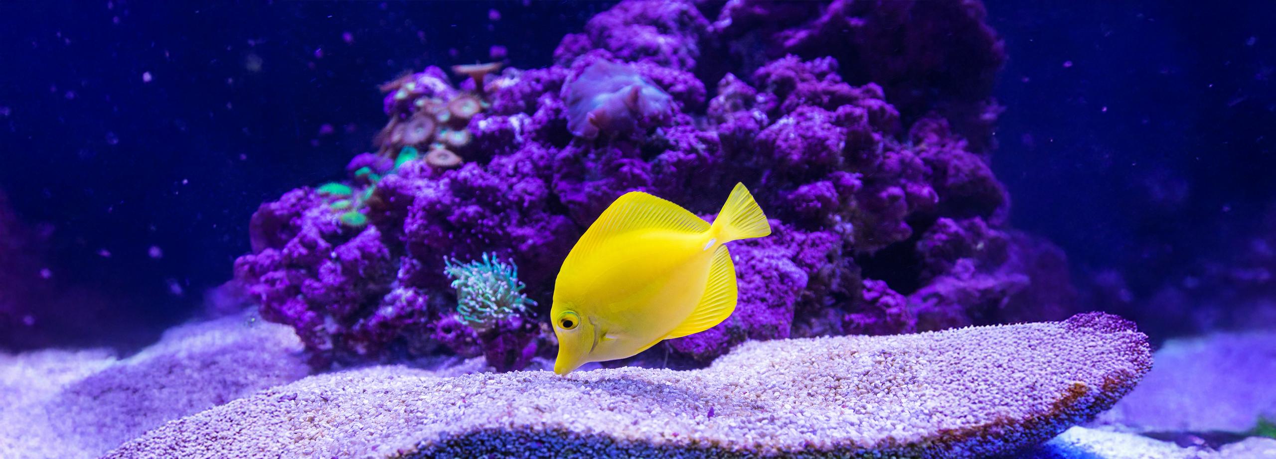 Aquarium