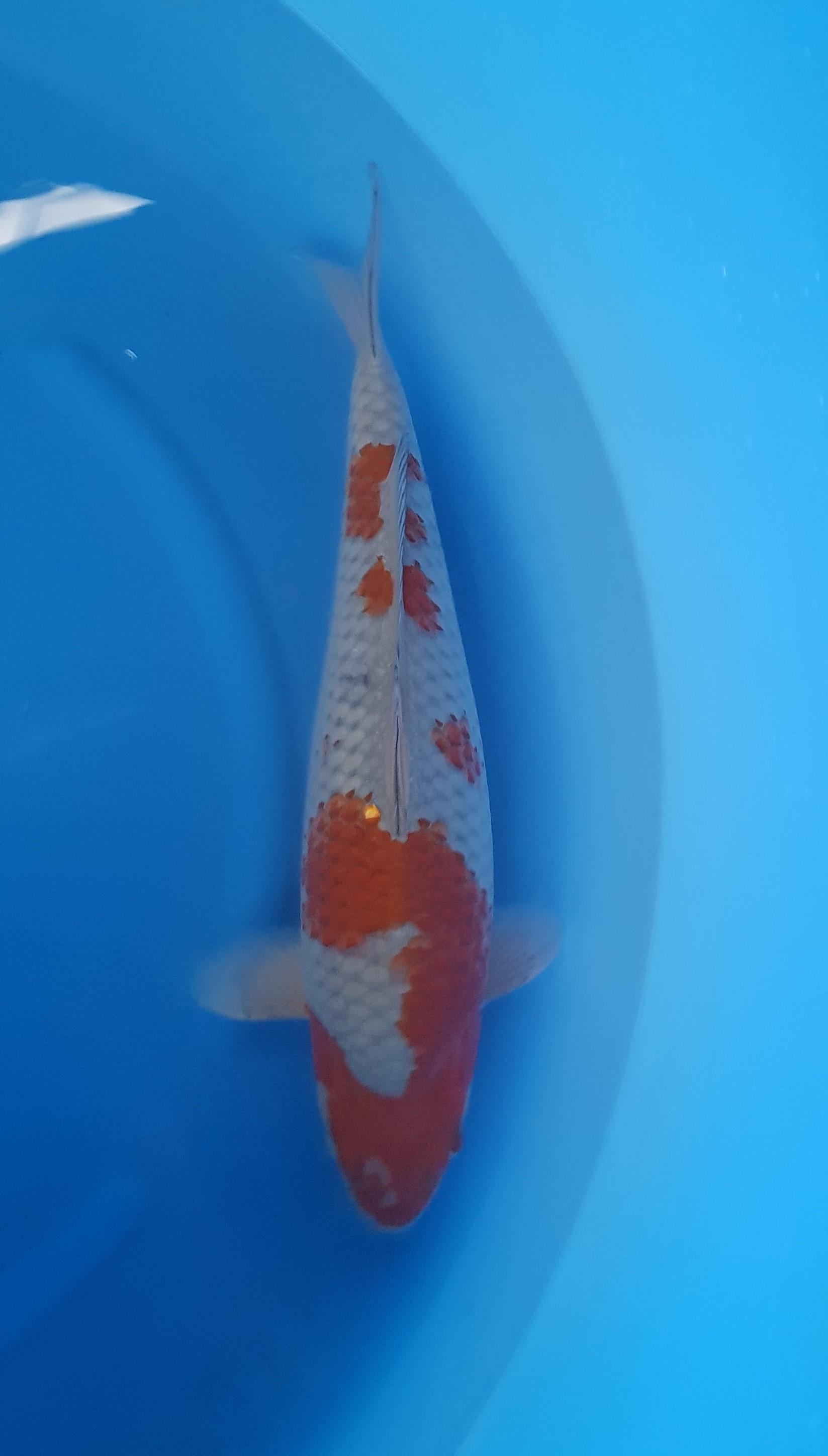 Kanezo Nisai Ochiba KOI-62208 Kanezo Nisai Ochiba KOI-62208
